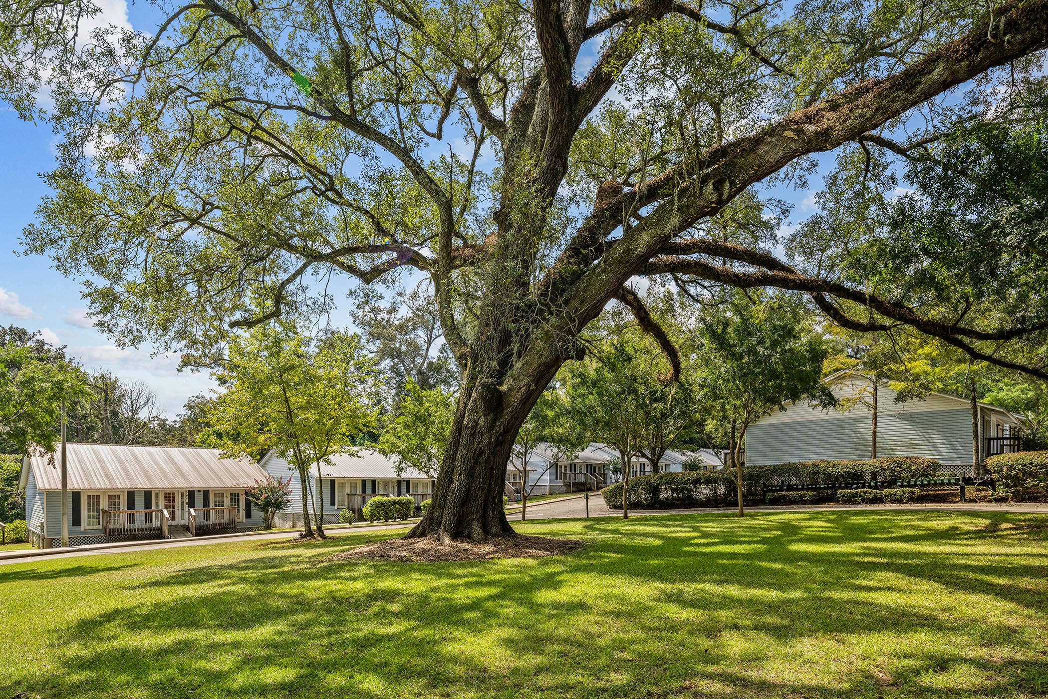 Circular Drive way With Oak Tree  at Oaks At Magnolia Apartments located in Tallahassee, FL