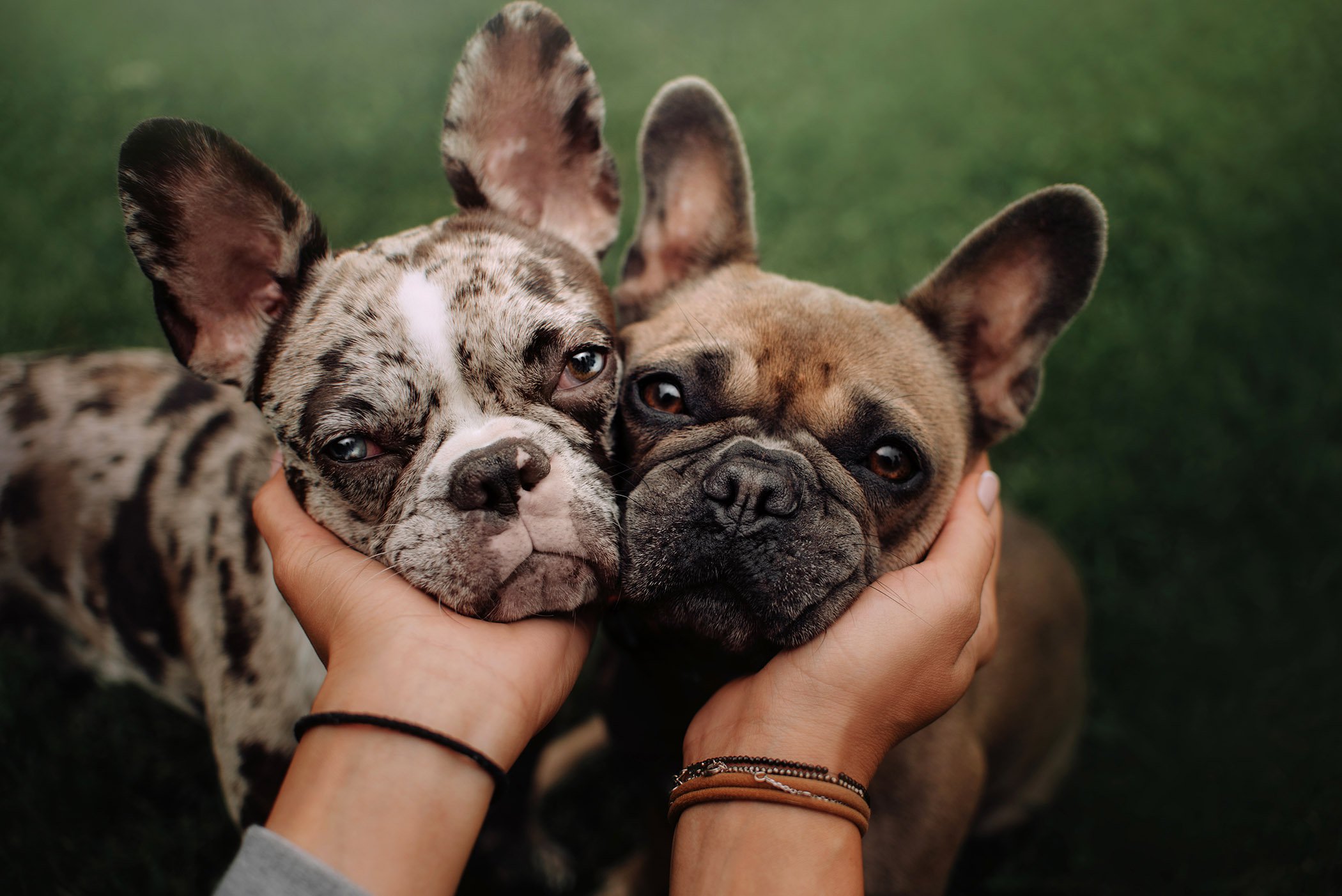 pets at Oaks At Magnolia Apartments located in Tallahassee, FL